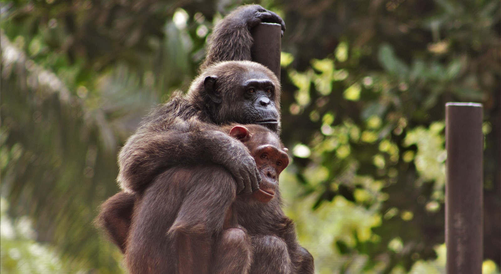 A photo of two chimpanzees sitting on a wooden platform, surrounded by trees and vegetation