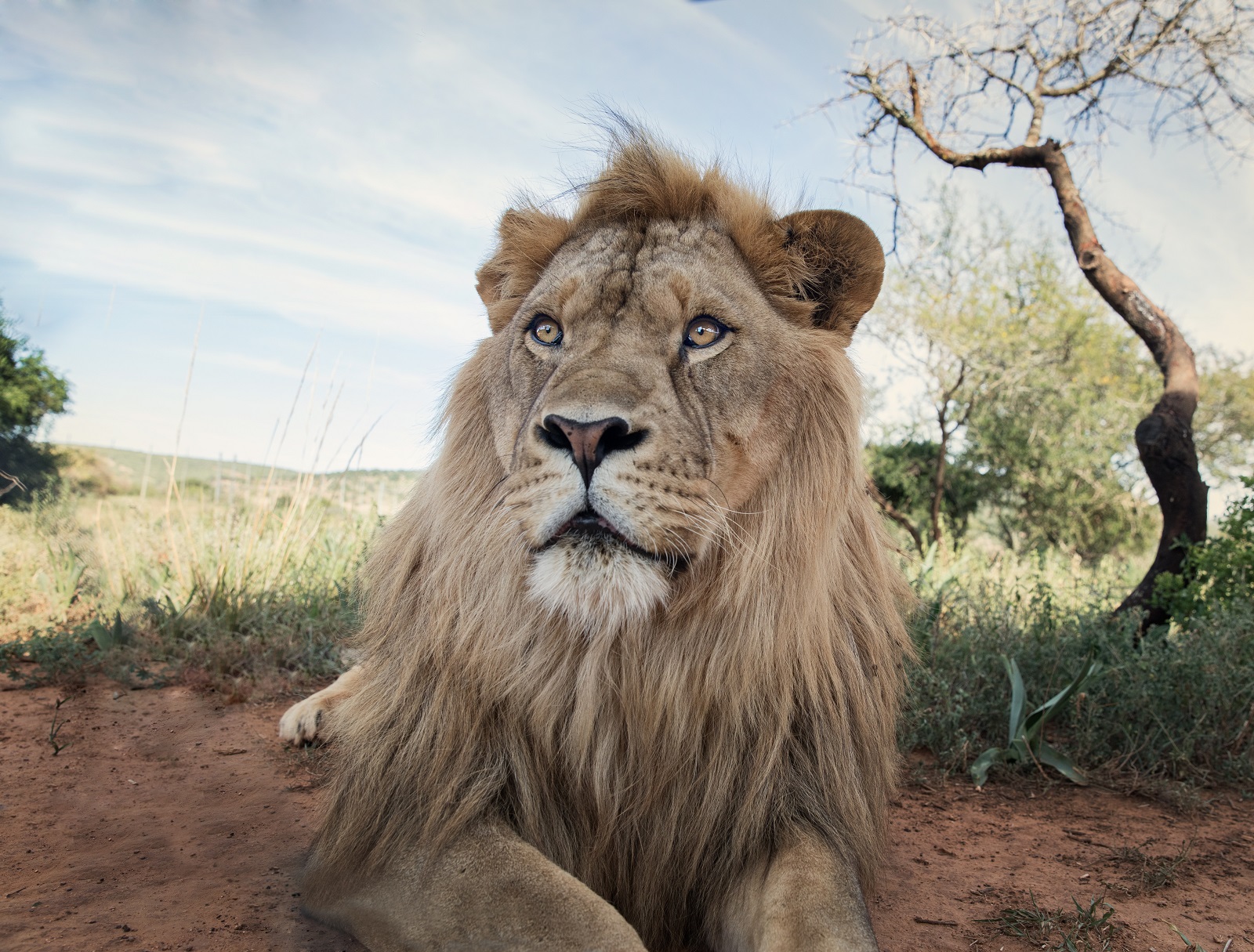A picture of a magnificent male lion at Shamwari