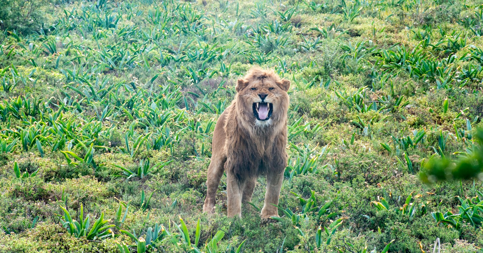 A you ng lion standing in a lush green field, roaring at the camera!