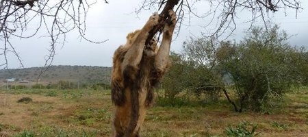 Ciam the lion rubbing his face on a pole