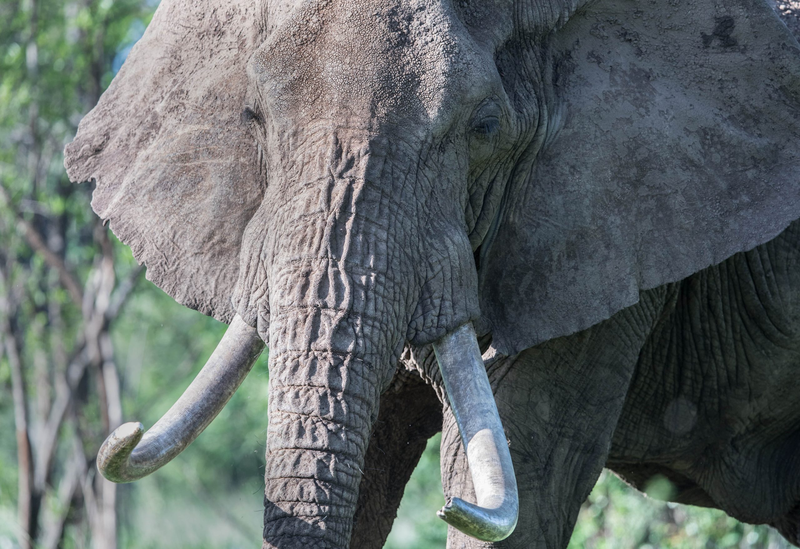 Celebrating 50 years of CITES conserving the world's wild animals and plants on World Wildlife Day 2023