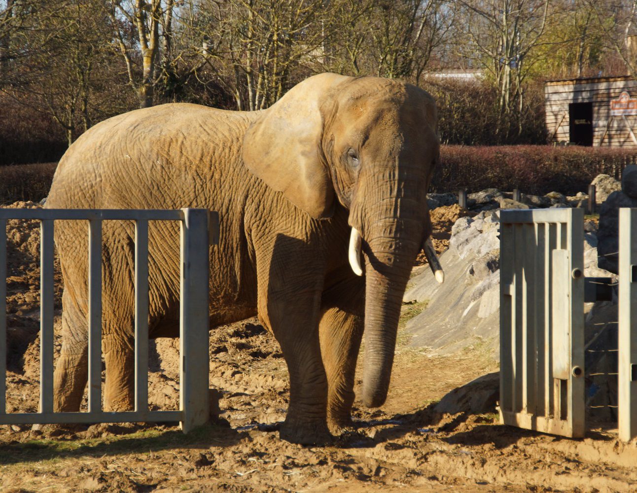 An elephant stands at the entrance to a zoo enclosure