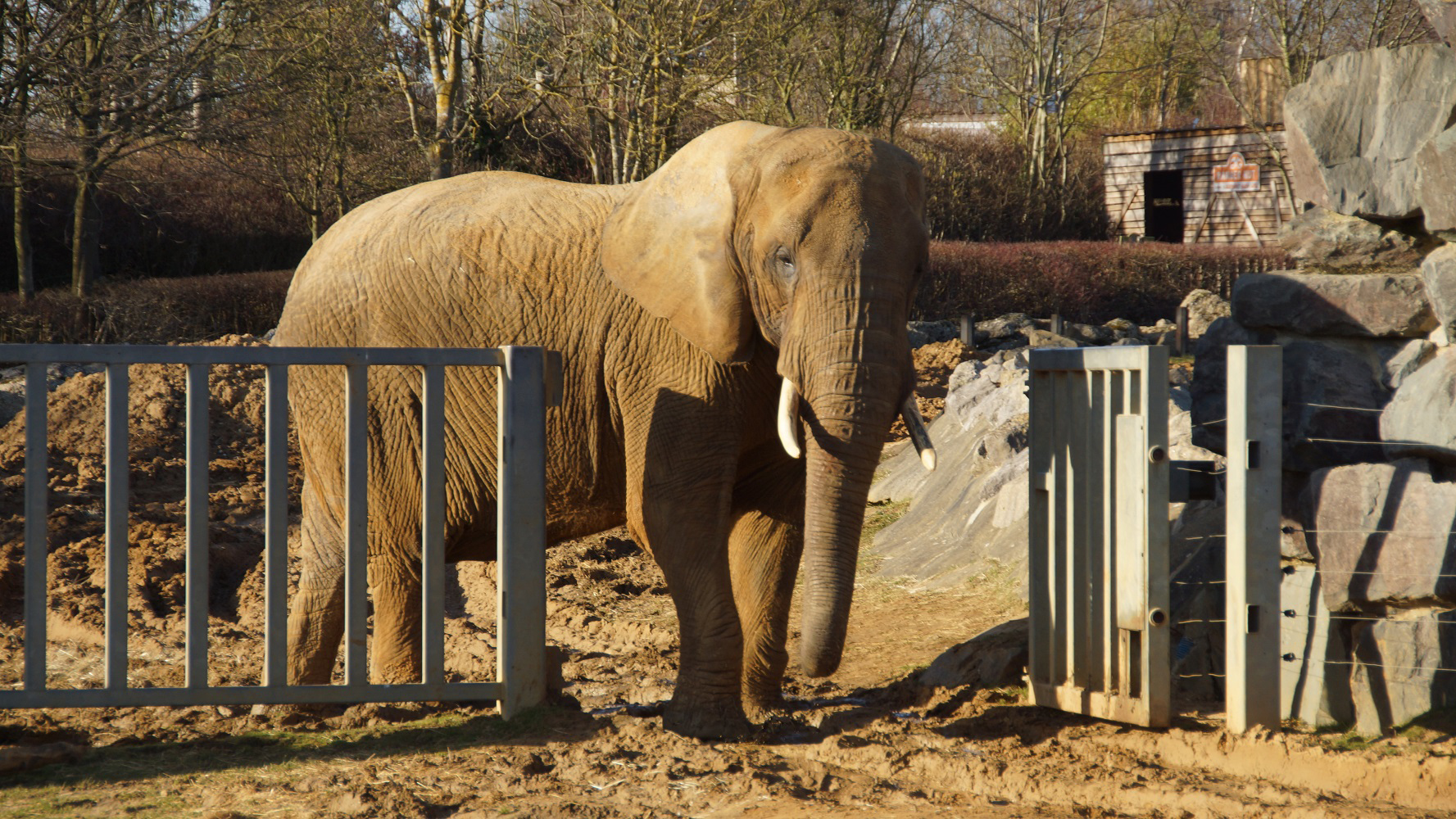 An elephant stands at the entrance to a zoo enclosure
