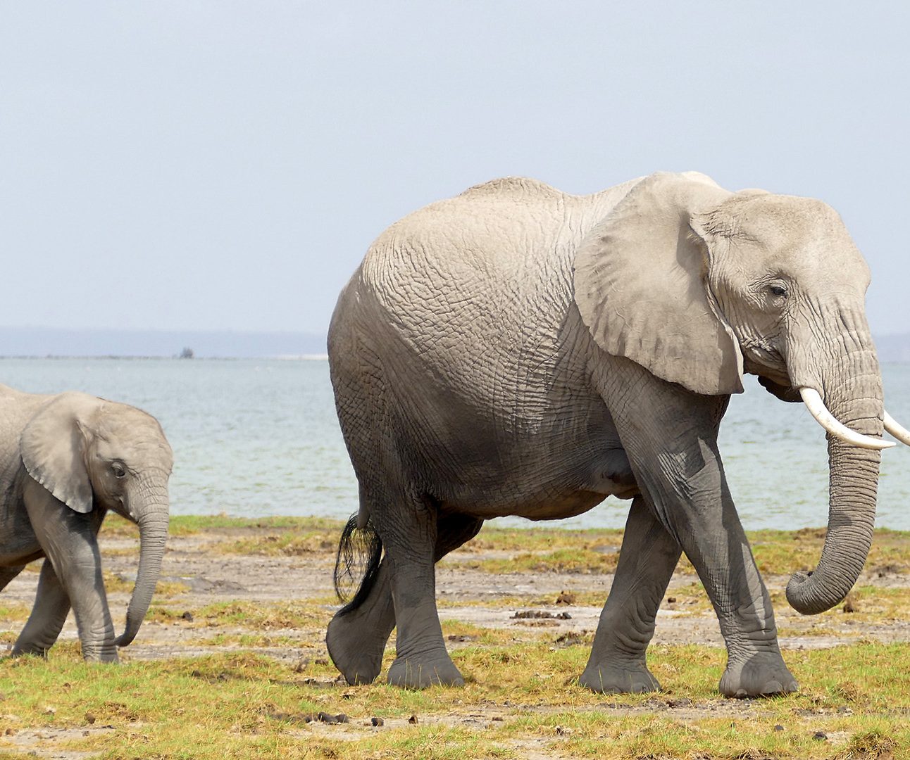 An adult elephant walks across a savannah landscape followed by a baby elephant