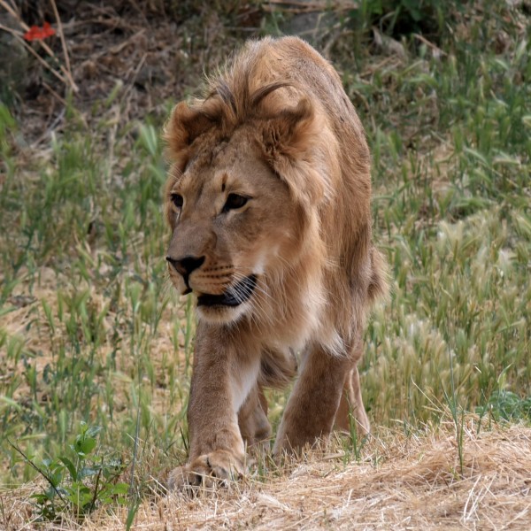 A young lion exploring through long grass