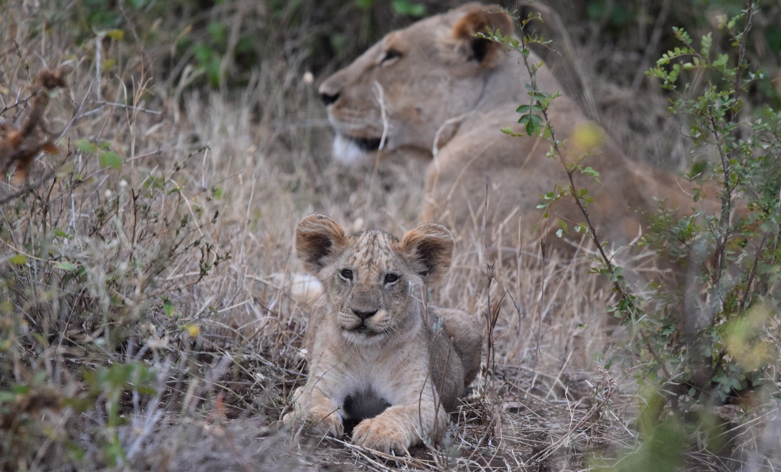 A lioness nestled in the grass with a tiny cub