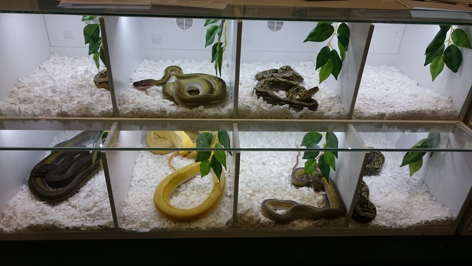 Eight small perspex boxes stacked, and containing snakes for sale at the reptile market.