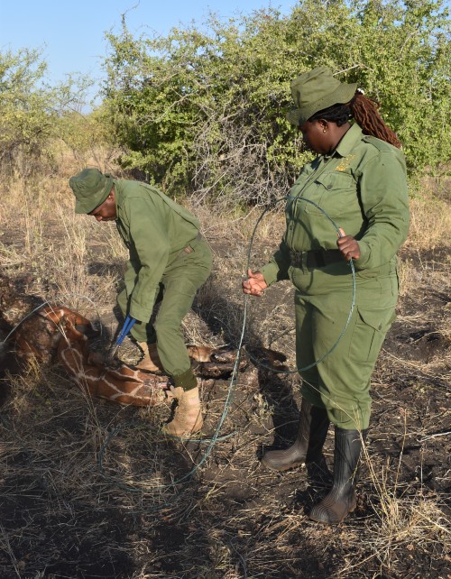 Two members of Born Free's twiga team remove a wire snare from the carcass of a giraffe