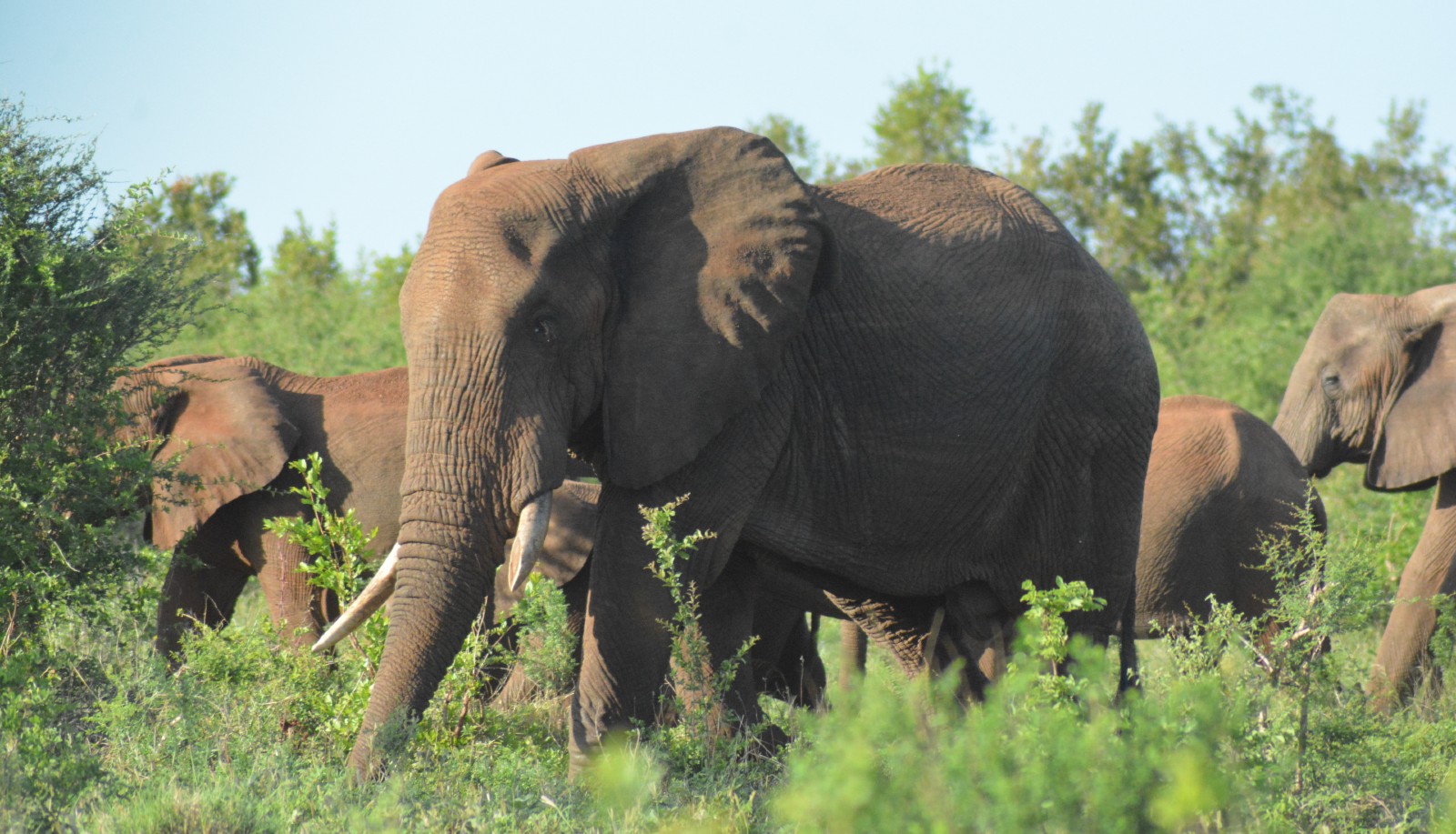 elephants_in_meru