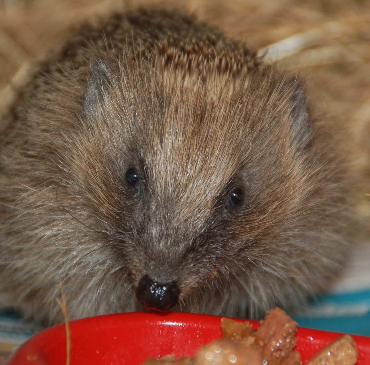 Close up of a hedgehog facing the camera, with a bowl of food in front of it