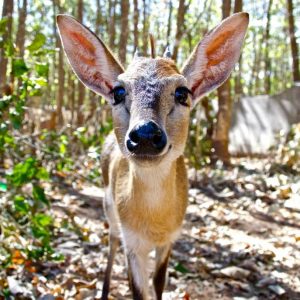 An inquisitive wild deer looking into the camera lens