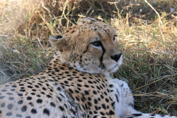 Dembel the cheetah is lying in long grass, side on to the camera and looking into the distance