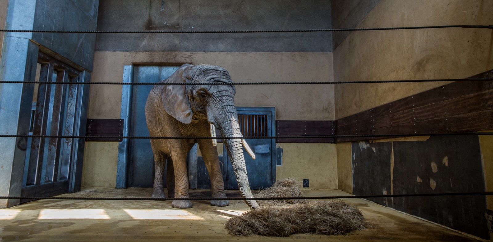 A photo of an elephant i a barren and dark zoo enclosure.