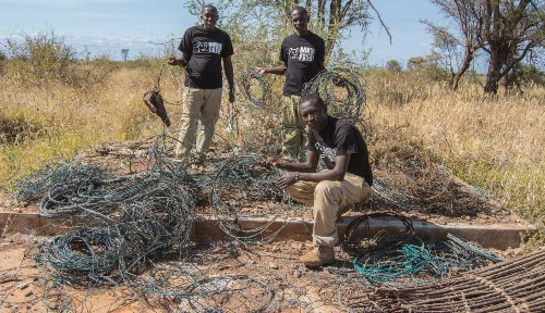 A photo of three men wearing Born Free t-shirts, standing  in the field. One of the men is crouching down holding a wire snare, which is unravelled on the ground.