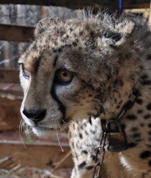 A photo of a cheetah with a chain and padlock around his neck
