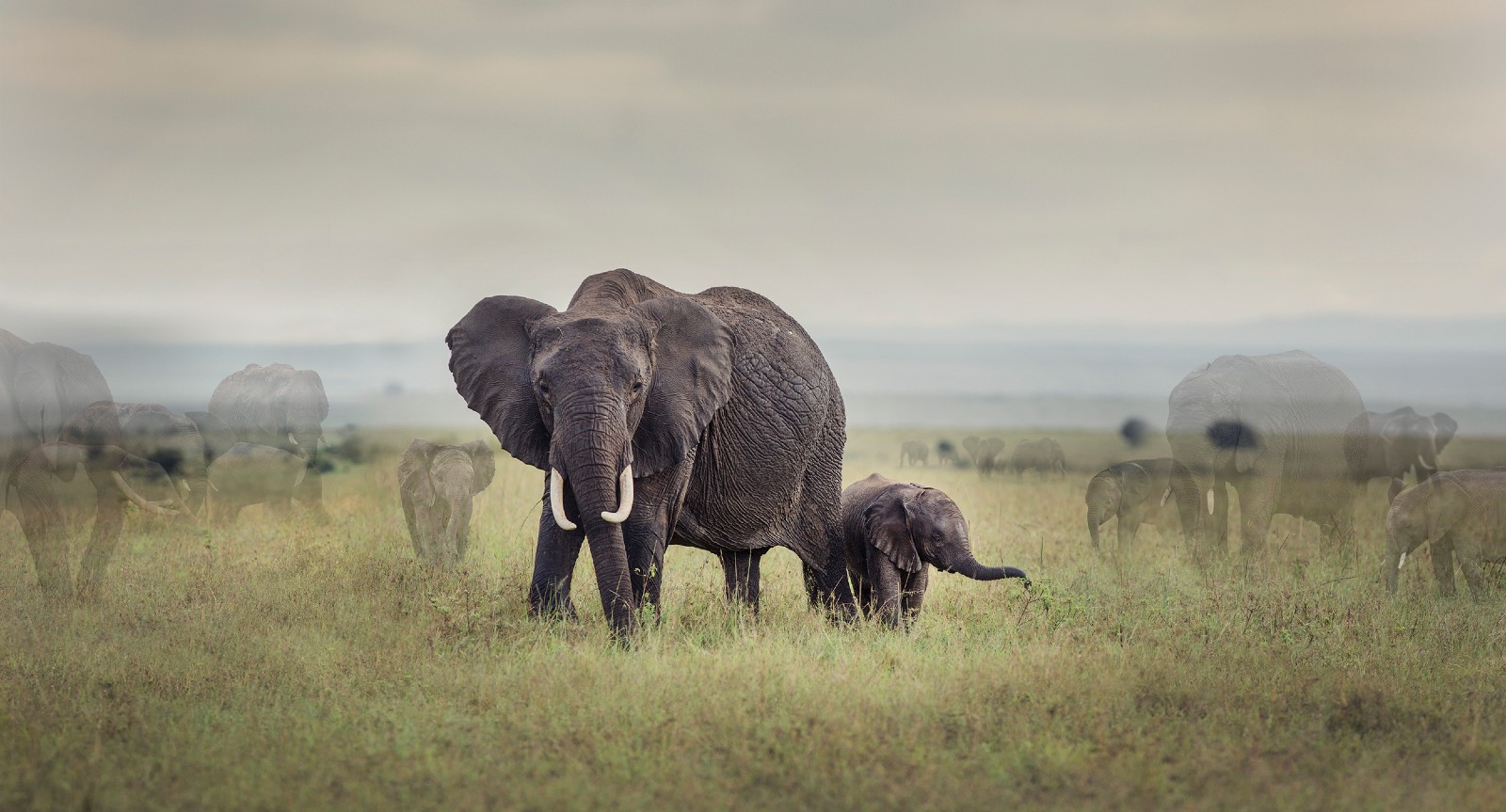 a manipulated photographic image, showing several elephants - adults and calves - standing in a field. Some of the elephants are faded - as if disappearing.