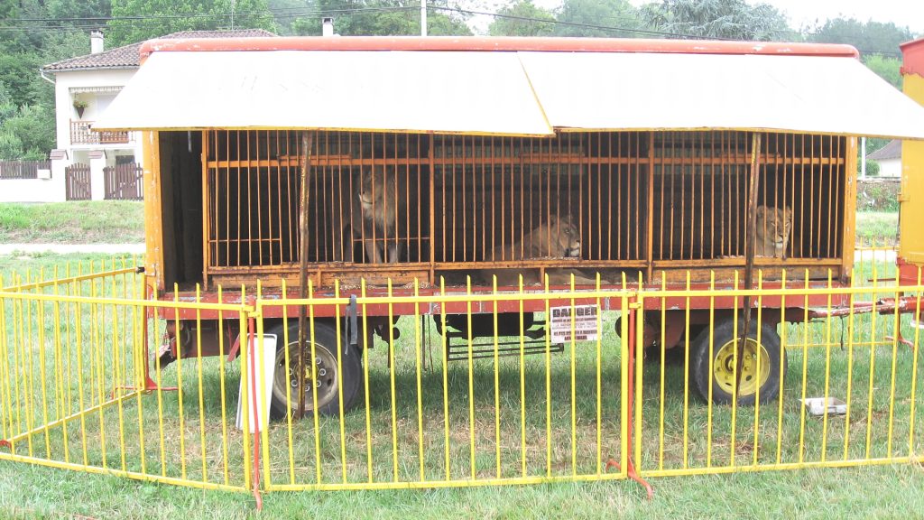 Three lions in a small beast wagon behind a yellow fence