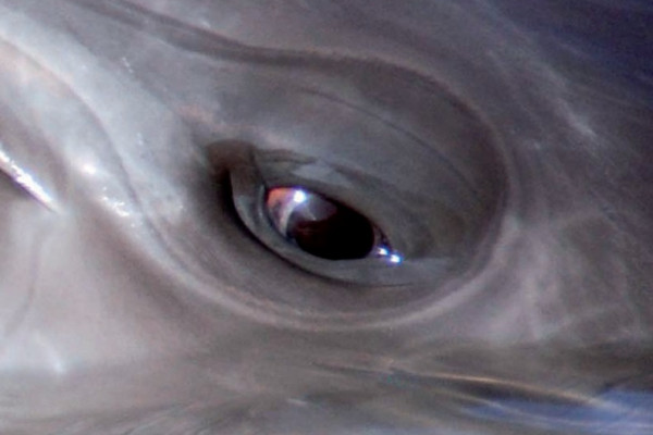 A close-up image of a dolphin's eye