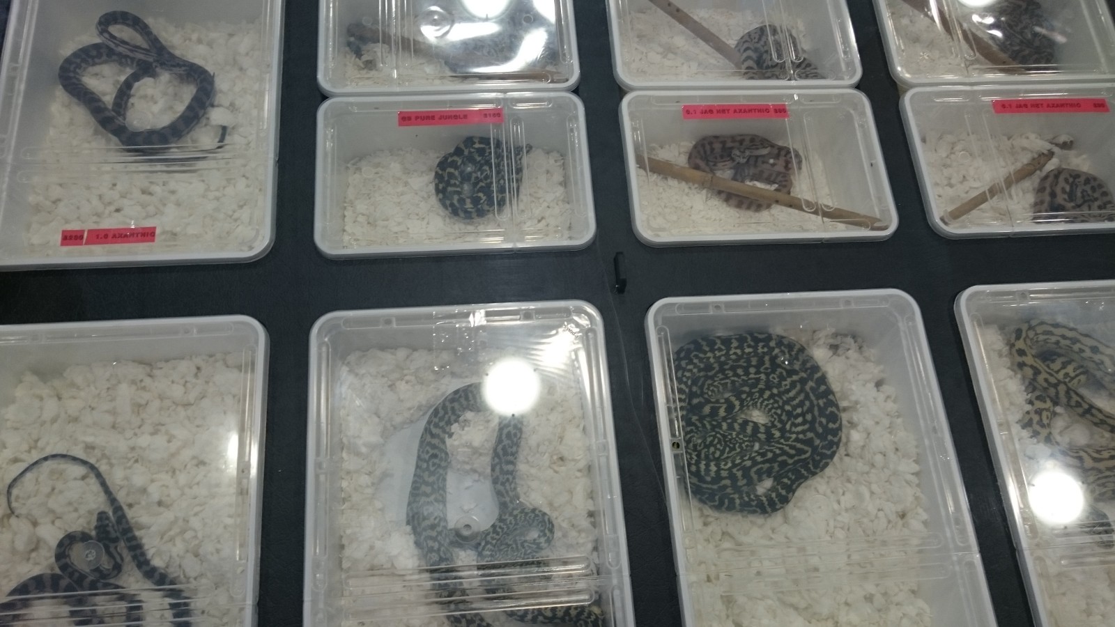 A photo of snakes inside small plastic containers at Doncaster Reptile Show.