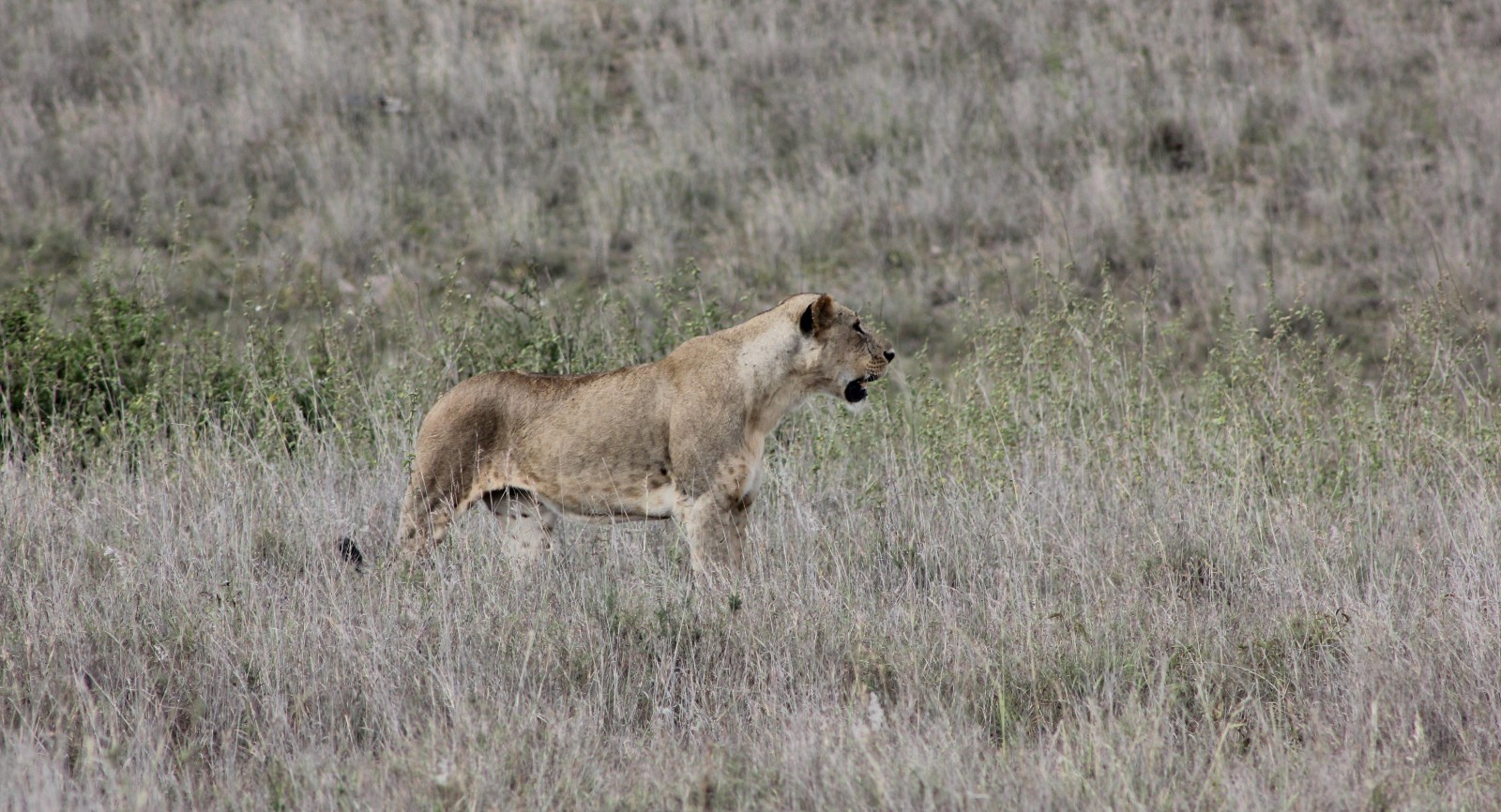 A lioness standing in a dry and barren looking patch of grass