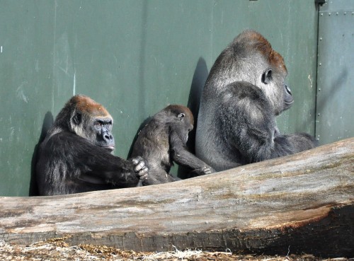 A photo of three gorillas in a barren enclosure at Dublin Zoo