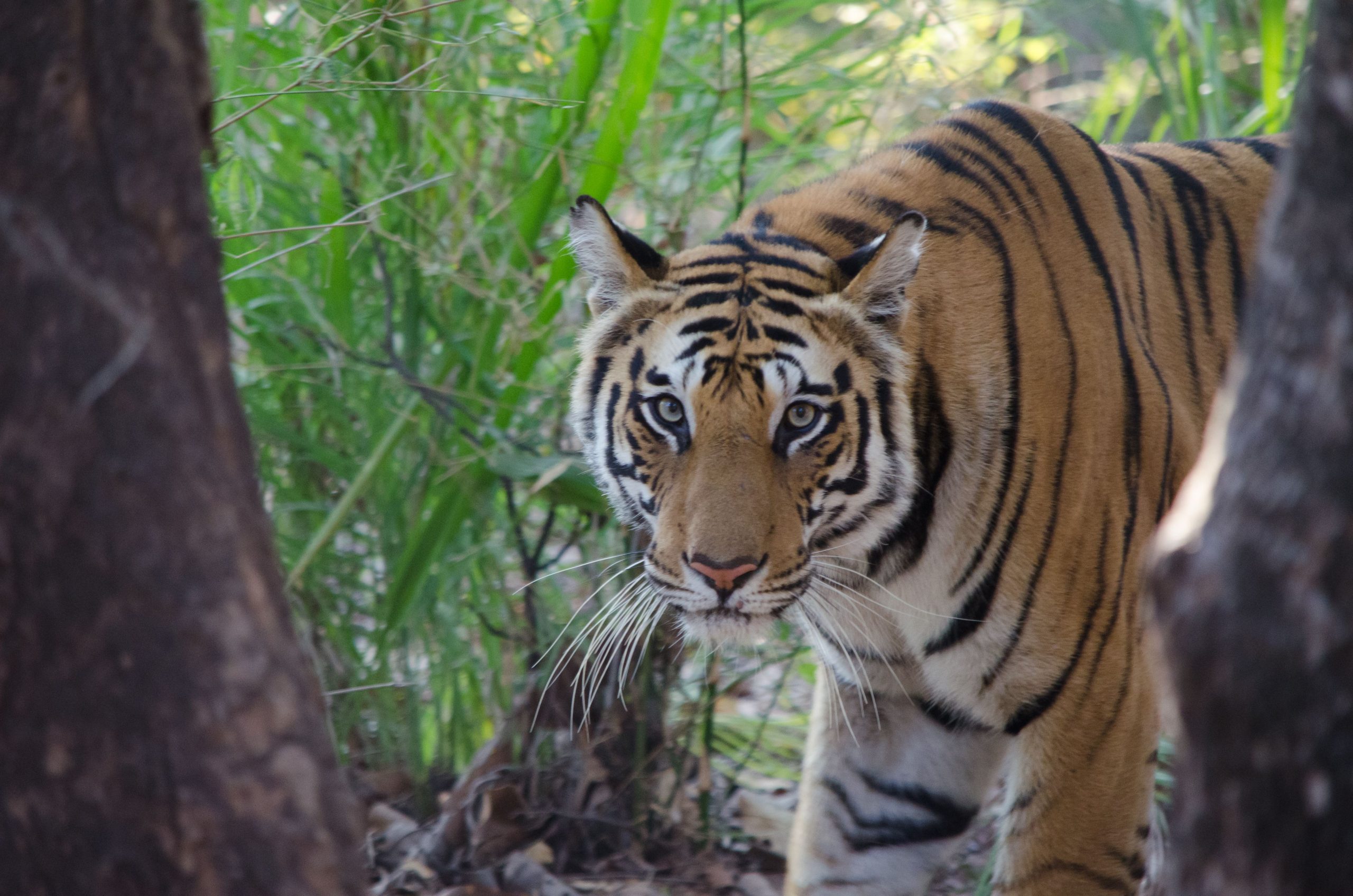 tiger_looking_down_the_camera_lens
