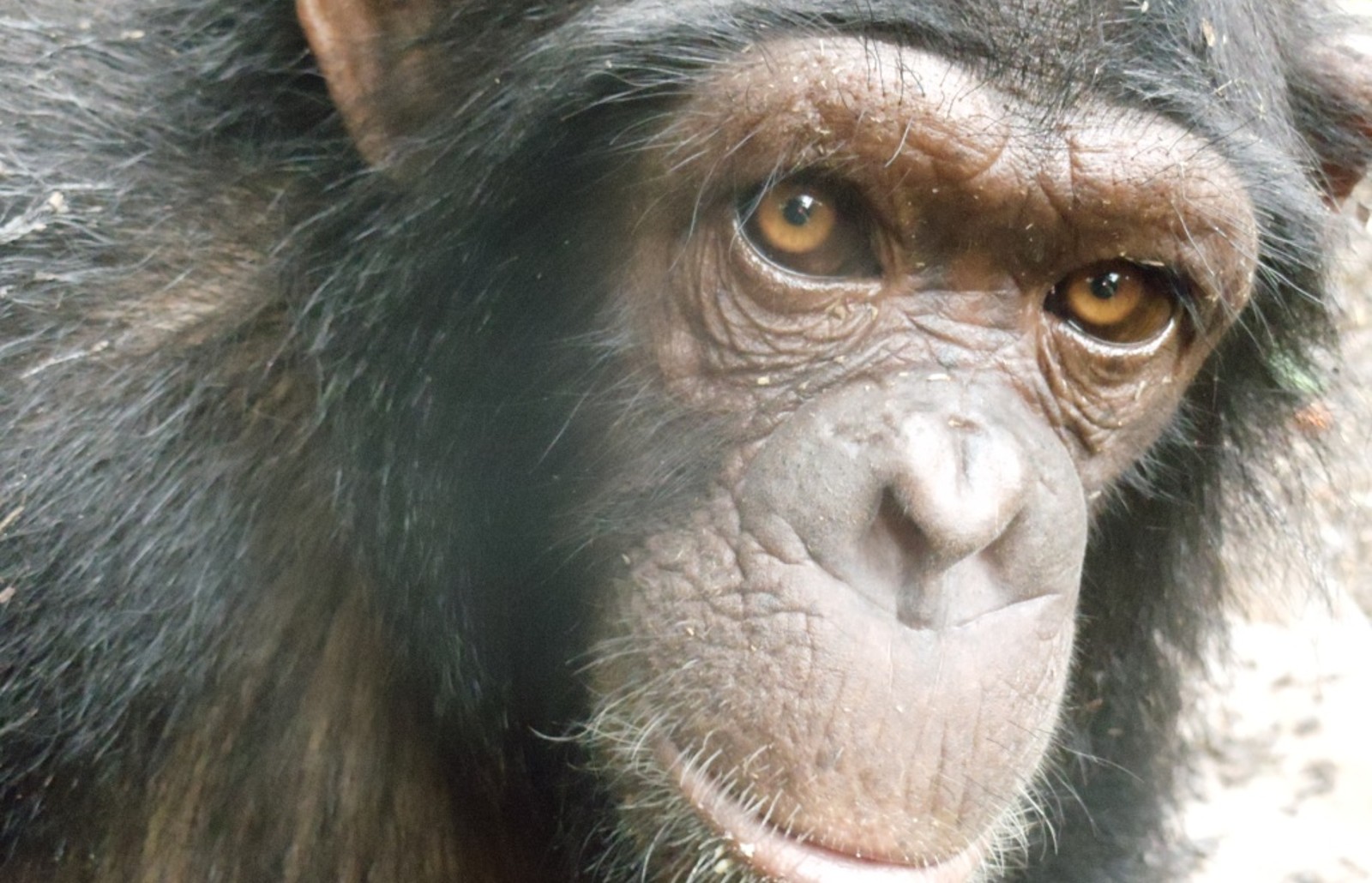 A close-up photo of a chimpanzee