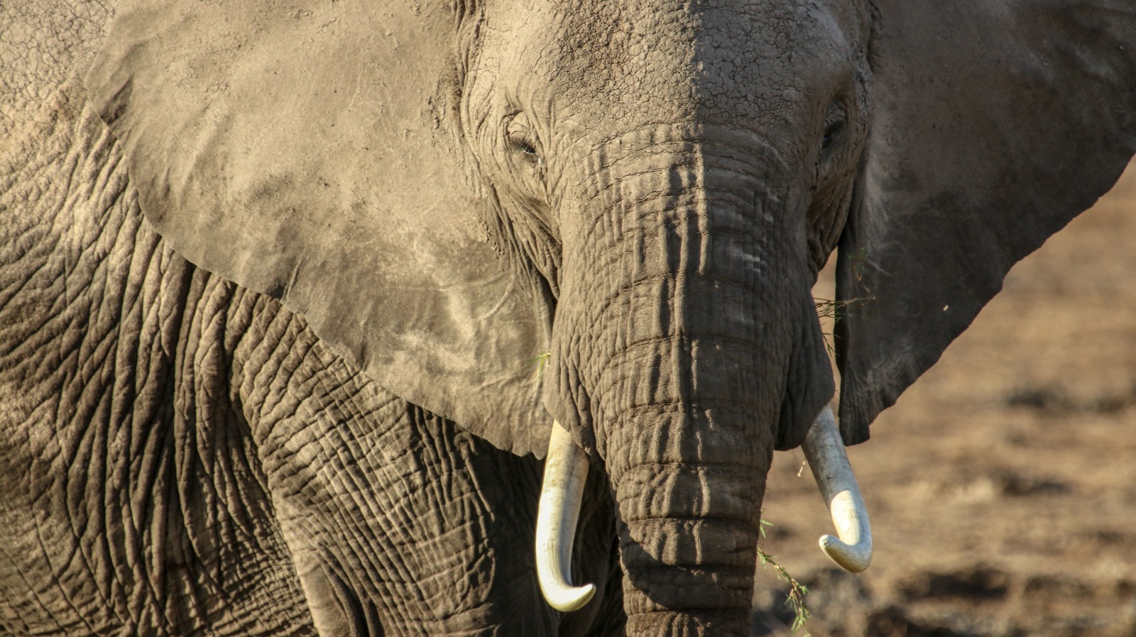 A close-up image on an elephant standing in a dry and dusty landscape