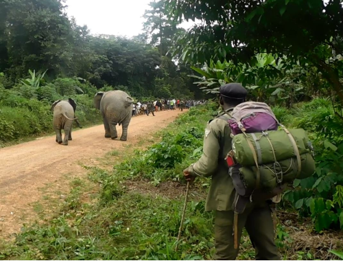 Two elephants are walking down a dirt track in the forest. Their backs to the camera. There is a man following them and a crowd of intrigued people  in front of them.