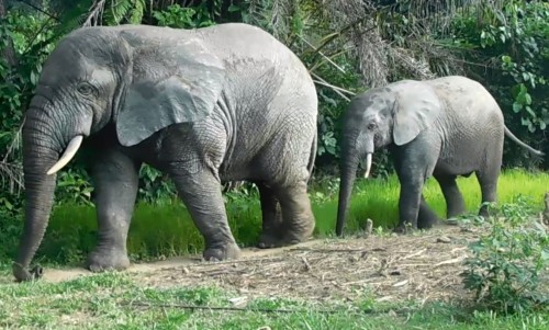 Two elephants, one adult, one adolescent are walking through the jungle, very close to each other in single file.