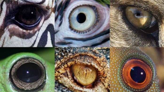 A montage of close-up images of animals' eyes