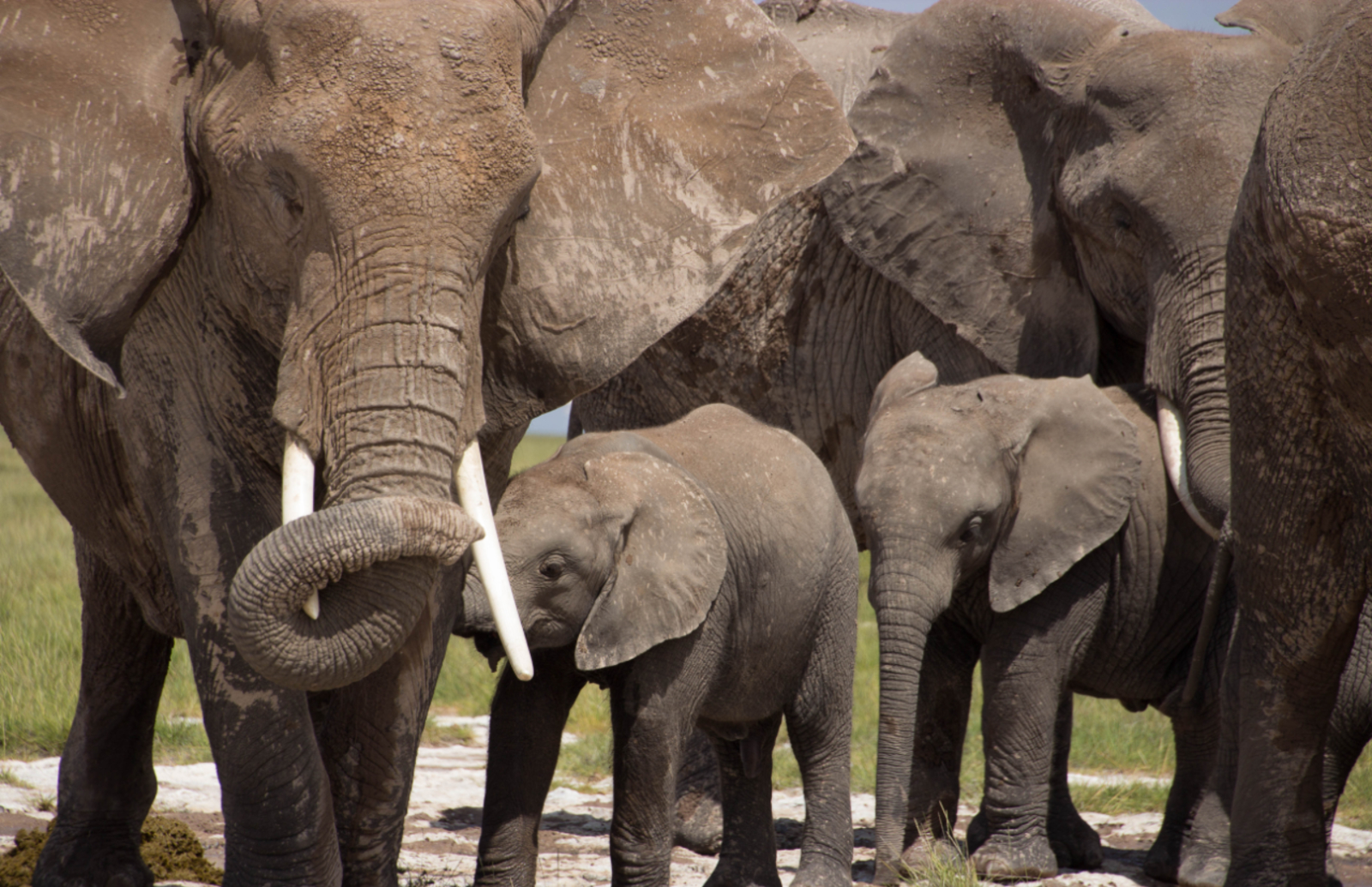 Meet the elephant family - Born Free