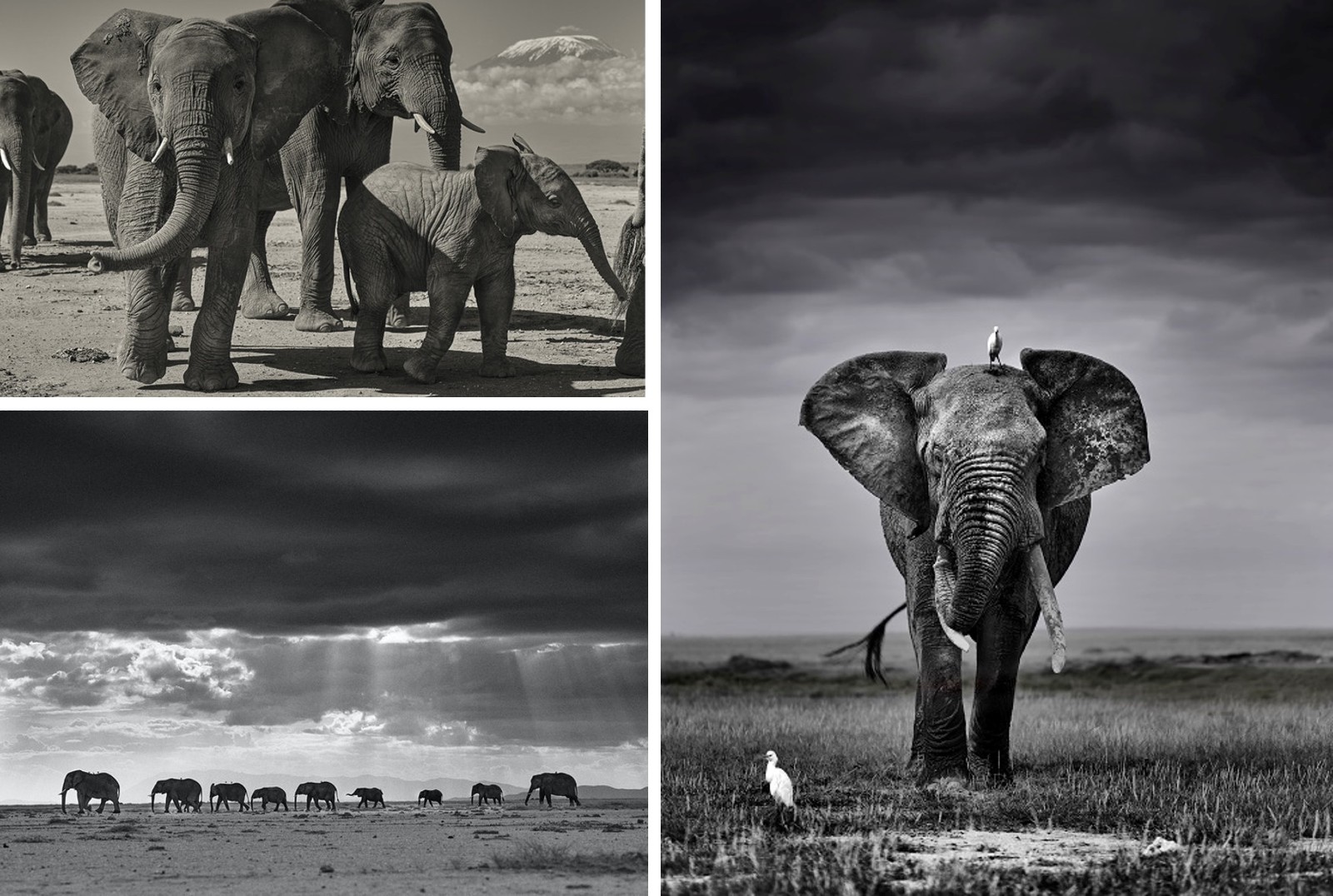 Three black and white images of wild elephants