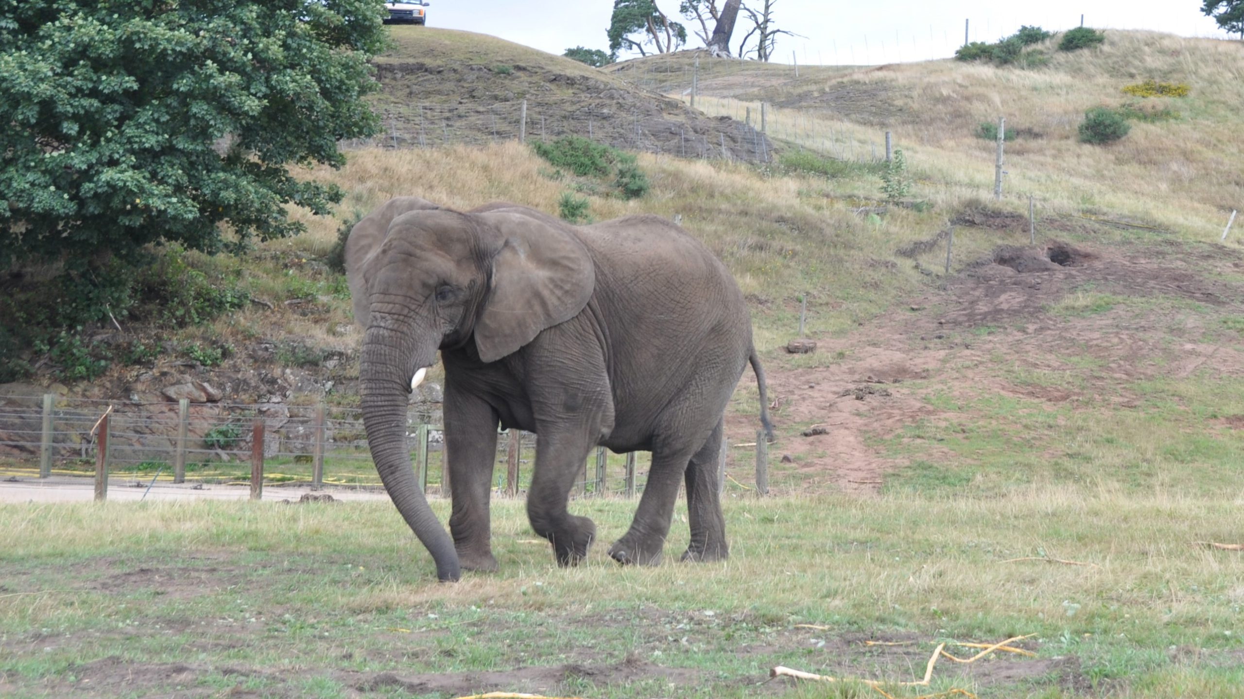 Five the elephant, stood alone at West Midlands Safari Park