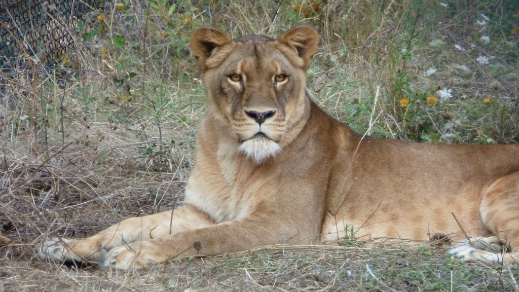 A female lion lying down looking at the camera