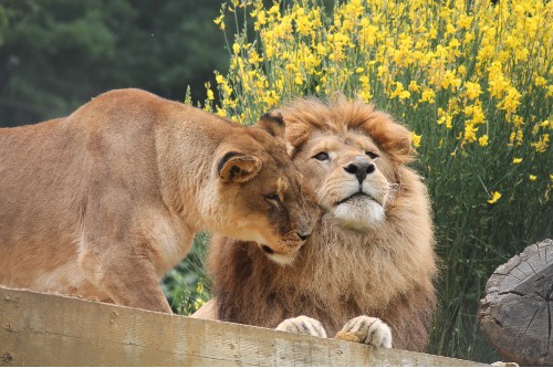 A photo of a male lion and a lioness. The female is nuzzling the male. In the background there is a brightly coloured bush with yellow flowers