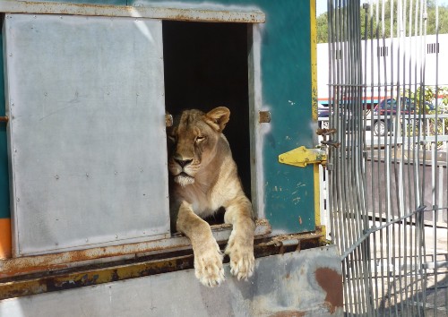 A photo of a depressed looking lioness inside a delapidated wagon, with bars on the front