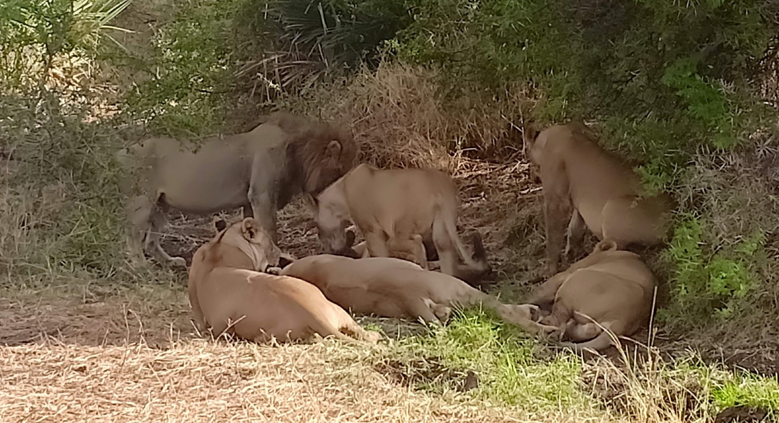 A photo of a pride of lions lying in the shade of some trees