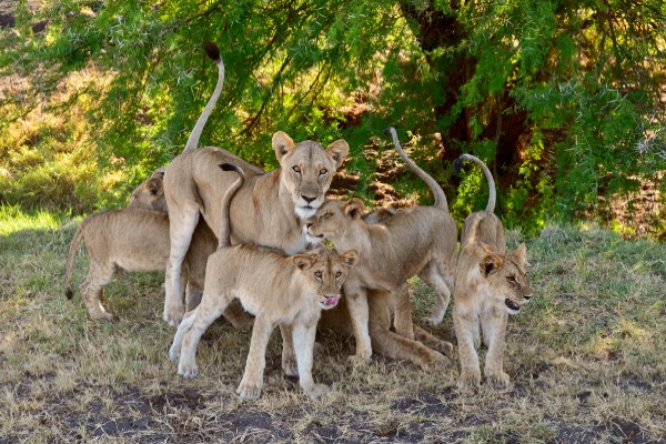 A group of young lions playing