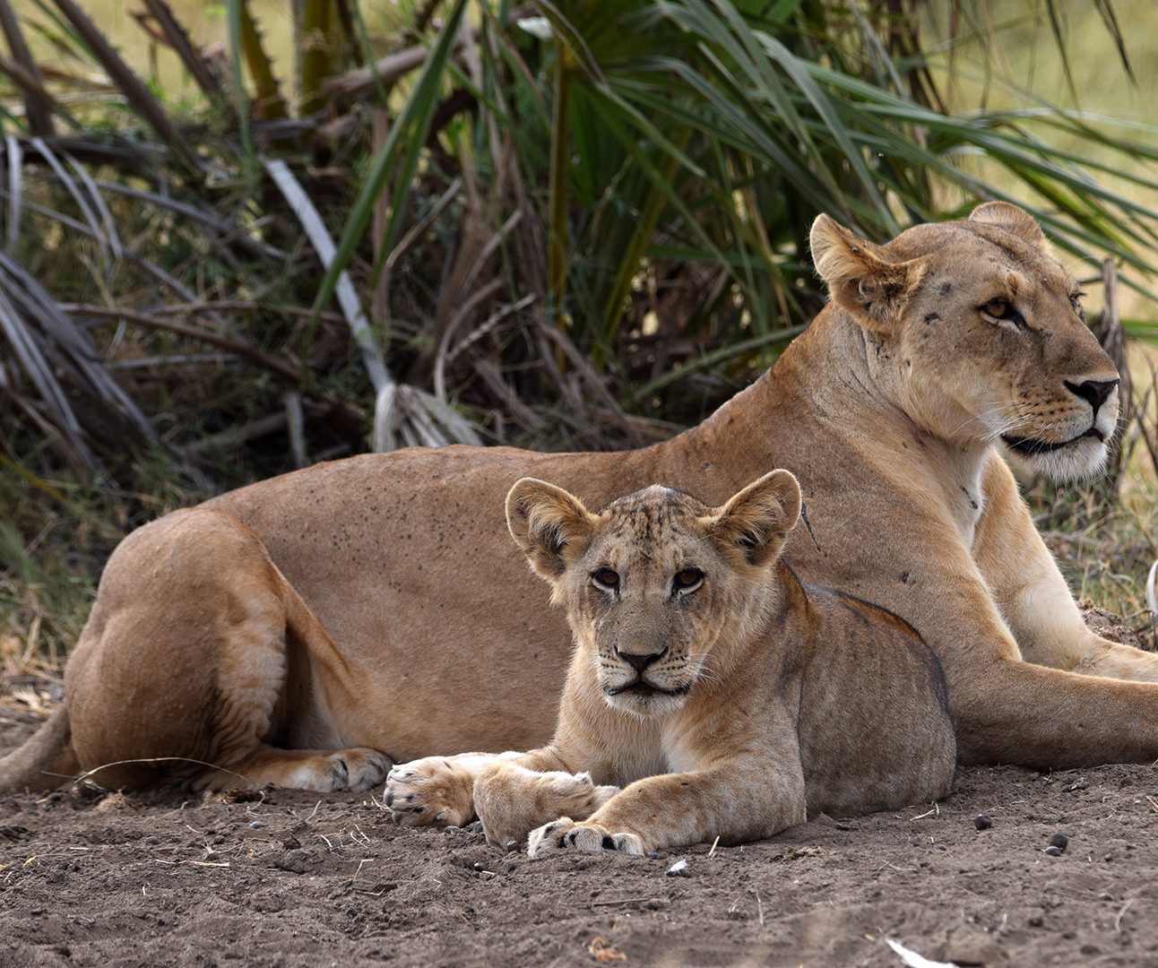 A lion cub sits in front of a lioness laying down