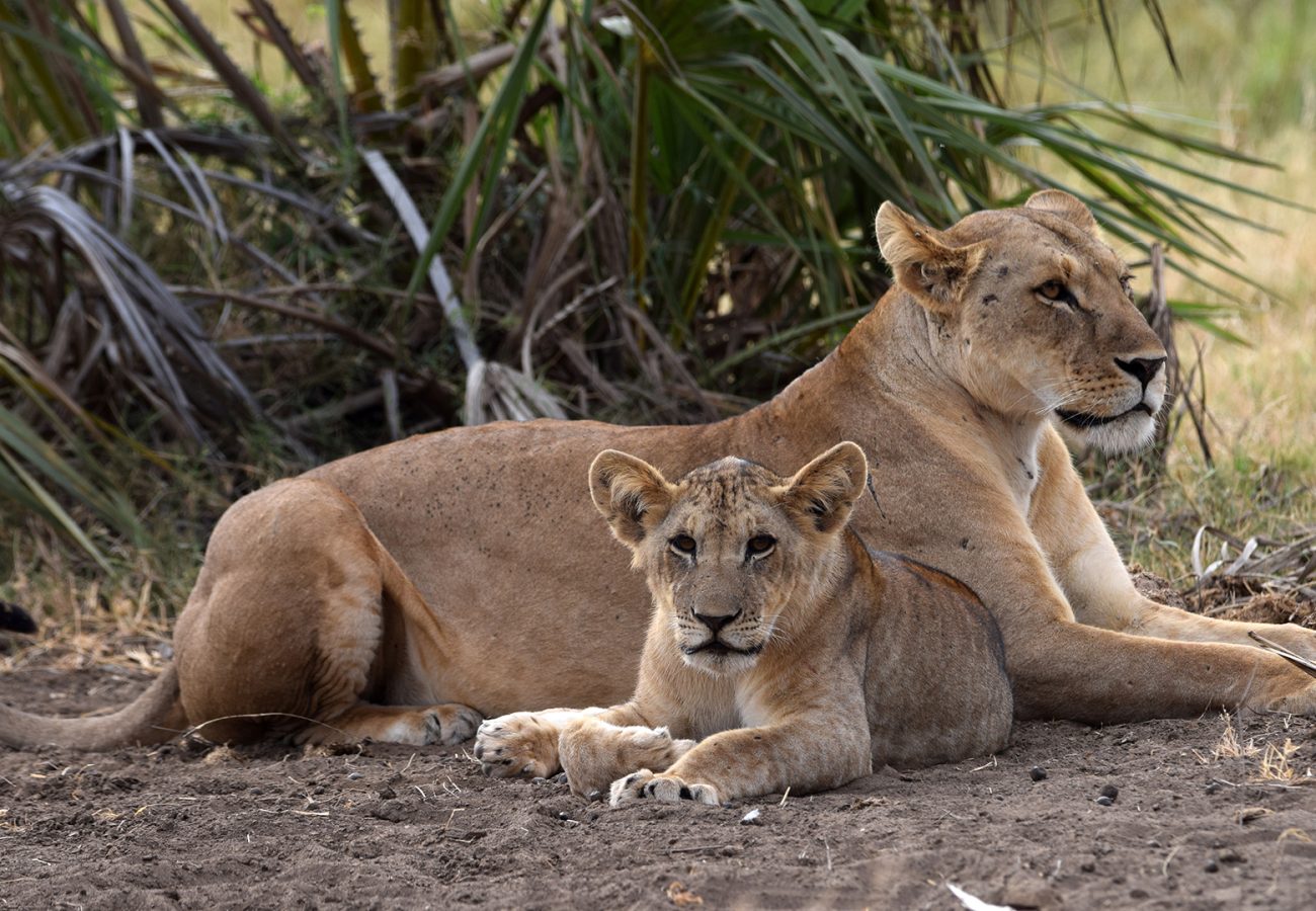 A lion cub sits in front of a lioness laying down