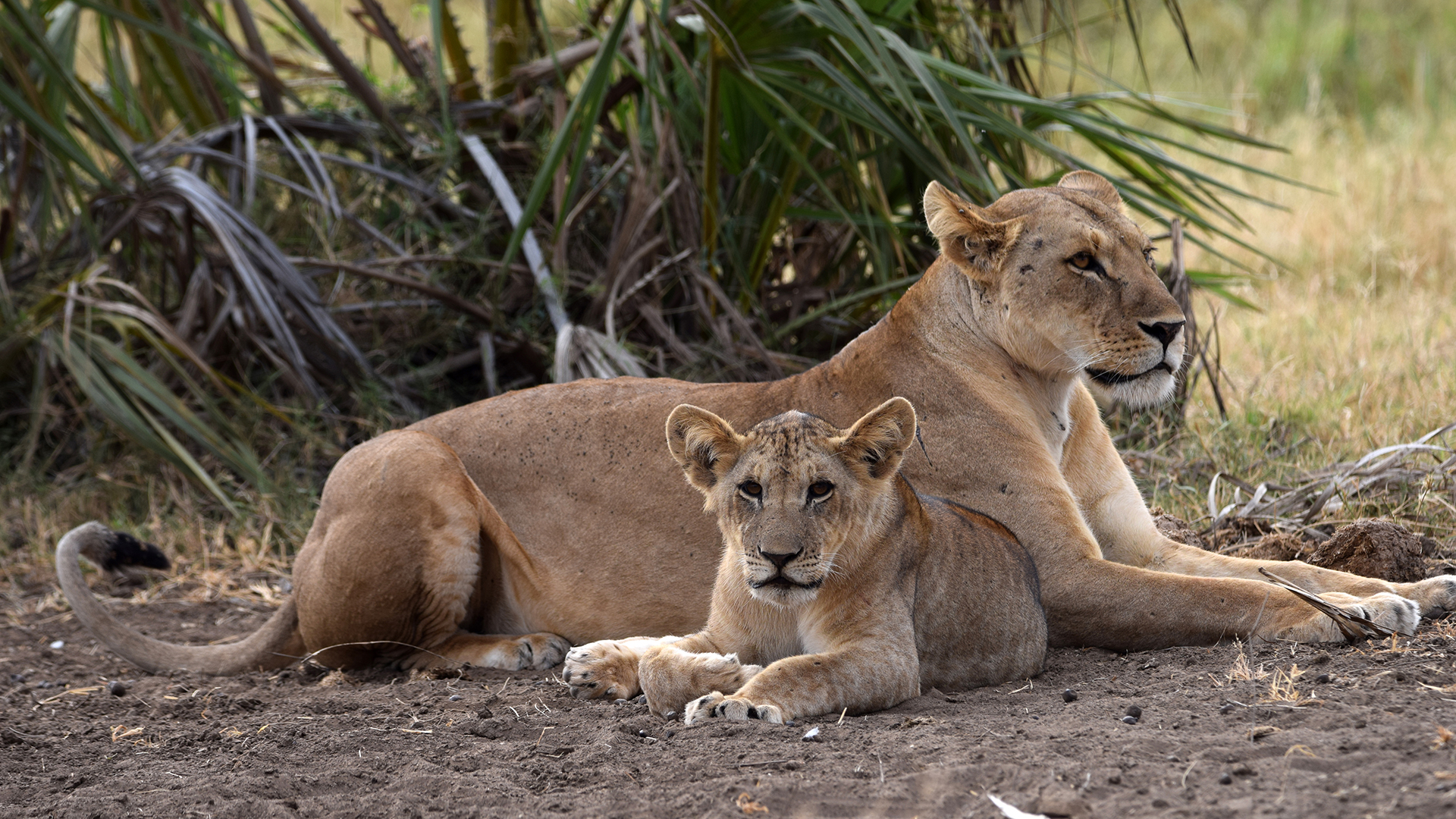 A lion cub sits in front of a lioness laying down