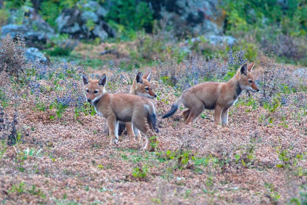 Three Ethiopian wolf pups in the mountain heather