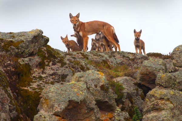 A mother wolf and several pups standing on a rock overlooking the plains in Ethiopia
