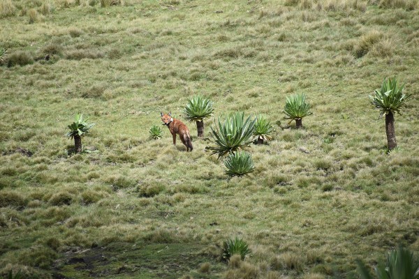 An Ethiopian wolf pictured in a vast expanse of grassland