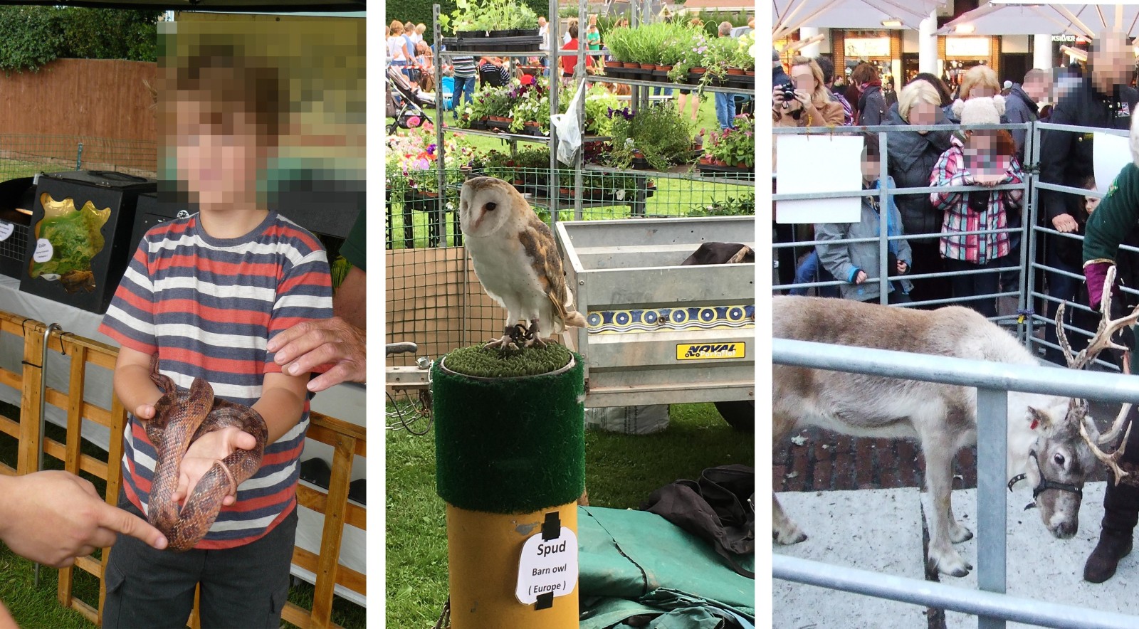 Three images. Left shows a young white boy wearing a striped t-shirt, holding a snake. His face is blurred. Centre, is a photo of an owl in a cage, in a garden centre setting, with people in the background. Right is a crowed scene with multiple people and children gathering around a metal fence. Inside two reindeer are being handled by keepers.