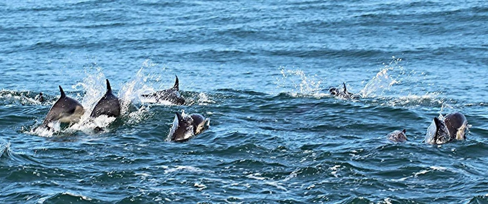 A group of white sided dolphins swimming together in the sea, which is quite choppy.