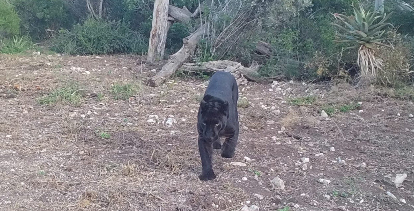 A photo of a black leopard walking in the bush