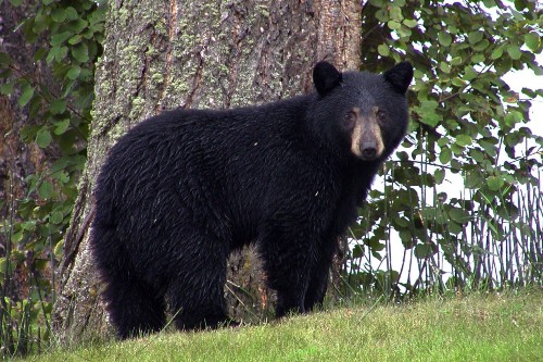 A photo of a black bear standing in woodland.