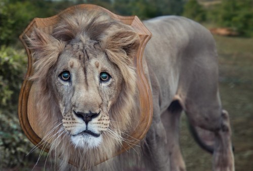 A manipulated photo showing a real lion standing with a trophy mount behind his head.